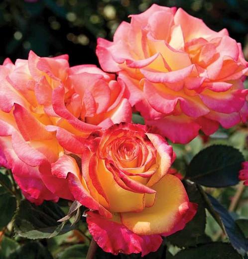Rosa 'Dream Come True', Rose 'Dream Come True', Rosa 'Wekdocpot', Grandiflora Roses, Shrub Roses, Red roses, Bicolor Roses, Rose bush
